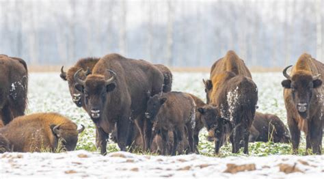 Bison Herd Snow Stock Photos, Pictures & Royalty-Free Images - iStock