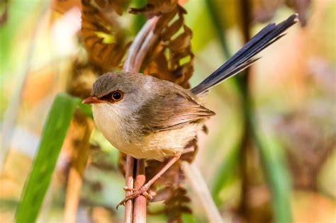 Mid North Coast NSW Birds Australia S Wonderful Birds