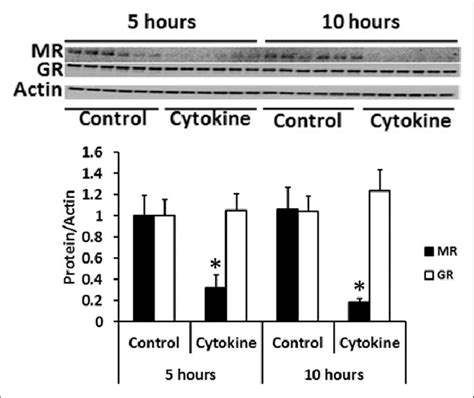 Effects Of Proinflammatory Cytokines On Mineralocorticoid Receptor Mr