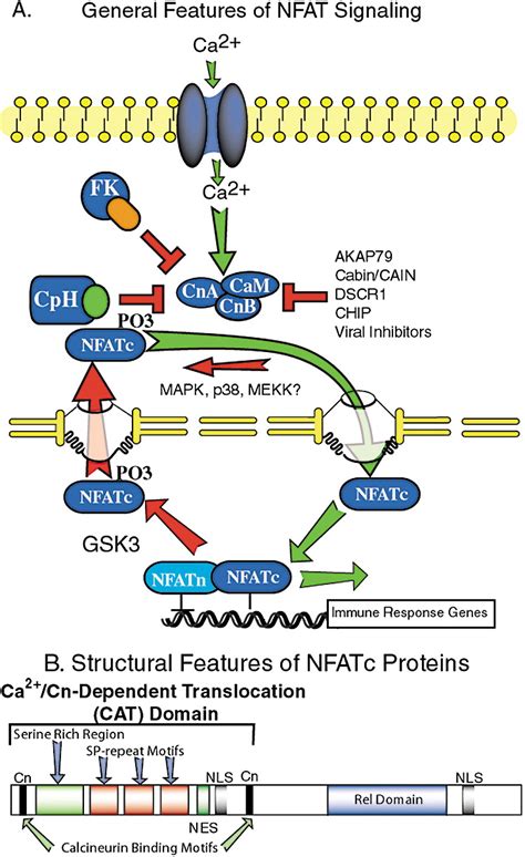 Nfat Signaling Cell