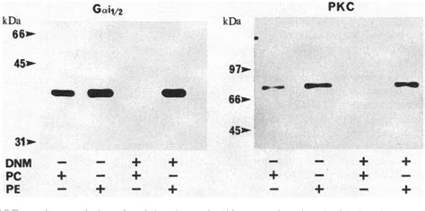 Gland of Zeis | Semantic Scholar