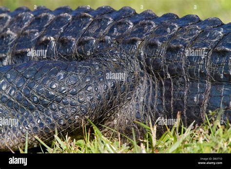 Alligator skin hi-res stock photography and images - Alamy