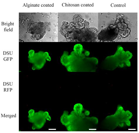 Marine Drugs Free Full Text Gut Organoid As A New Platform To Study