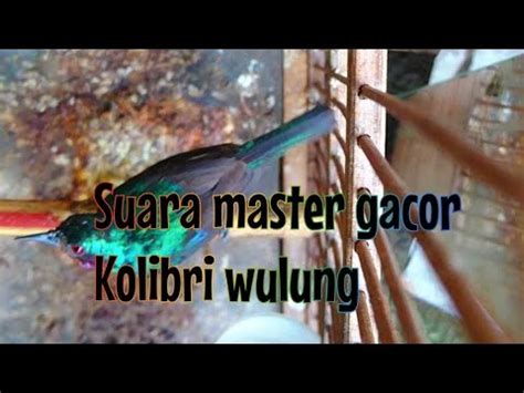 Burung Gacor Khas Kolibri Wulung YouTube