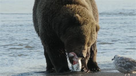 Grizzly Bear Eating Fish On Shore Stock Footage Video 22218157 ...