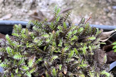 Novozélandský machovec - Moje Rastliny