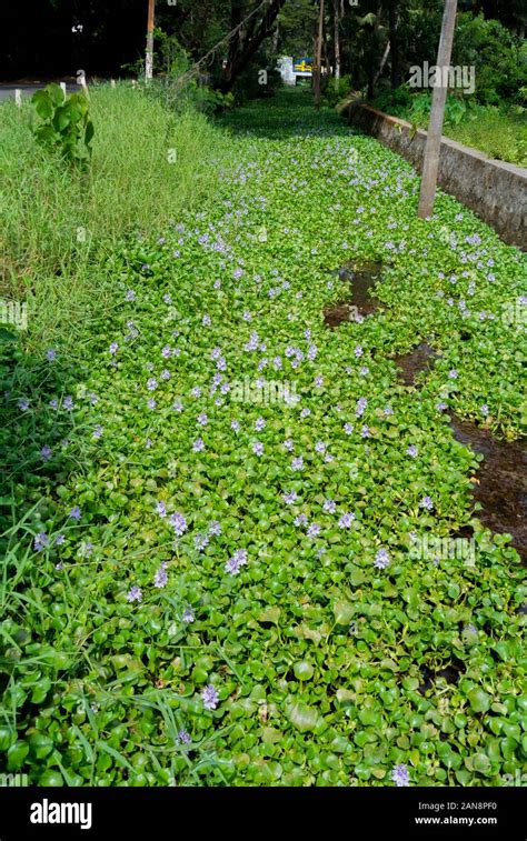 Eichhornia Crassipes Common Water Hyacinth Invasive Specie Kumarakom