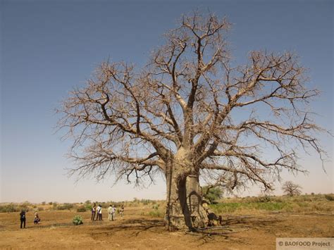 North Kordofan Baofood