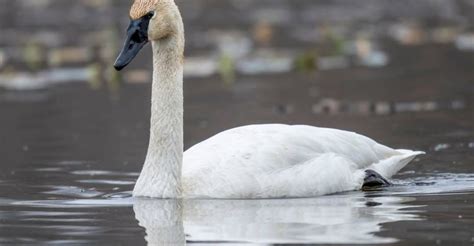 11 Birds That Live Longer Than Most People Expect