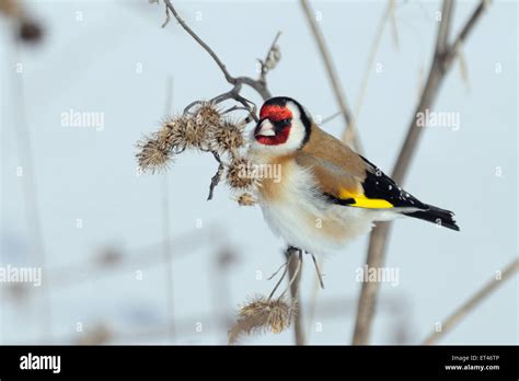 European Goldfinch On Burdock Plant In Winter Stock Photo Alamy