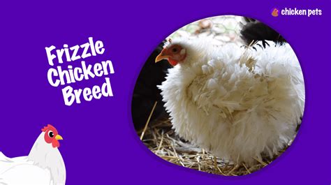 Frizzle Chicken Breed What Is It Chicken Pets