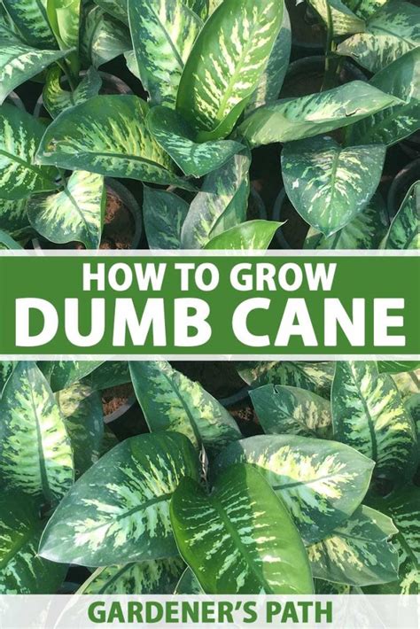 How To Grow Dumb Cane Dieffenbachia Gardeners Path