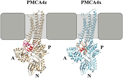 Frontiers Plasma Membrane Ca2 Pump PMCA4z Is More Active Than