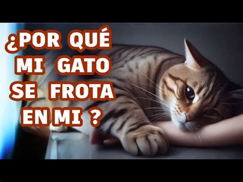 Por Qu Mi Gato Se Frota En M Y Su Significado El Lenguaje De Las