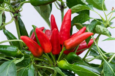 Capsicum Annuum Etna Chilli Pepper Etna Annual Biennial RHS