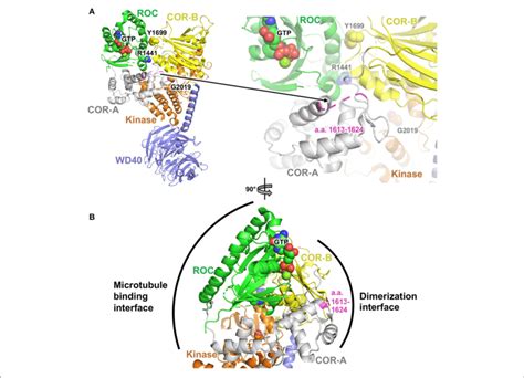 Structural Analysis Of Pd Variants In Lrrk A Cryoelectron