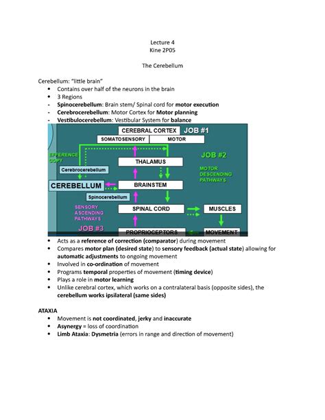 Kine 2p05 Lectures 4 5 And 6 Lecture 4 Kine 2p The Cerebellum