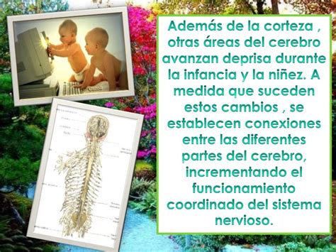 Desarrollo Del Cerebro