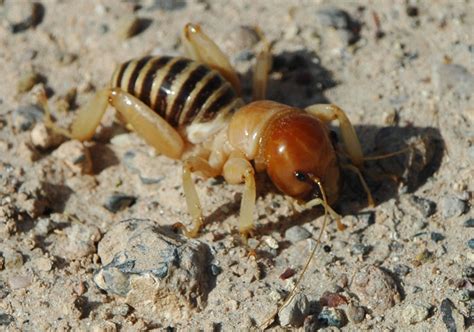 Potato Bug Whats That Bug