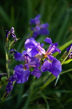 Wild Iris - Iris Setosa - Alaska Wildflower Guide