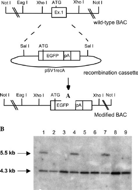 Generation Of Transgenic Animals With Egfp Expression In Cr Positive