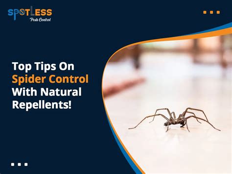 Top Tips On Spider Control With Natural Repellents Spotless Pests Control