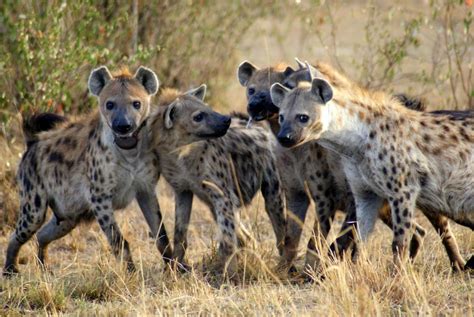 Why Donald Trump Couldn T Lead A Pack Of Hyenas