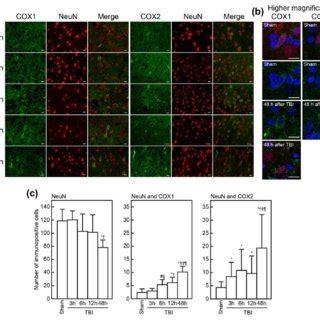 Double Immunostaining Of Cyclooxygenase Cox And Iba In The