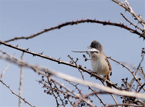 Penny S Hot Birding And Life Fantastic Birding At Holme Reserves