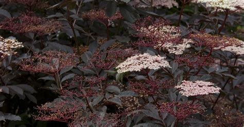 Sambucus Nigra Guincho Purple Vlier Vlierbes De Tuinen Van Appeltern