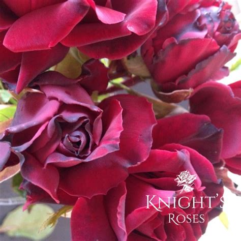 Black Beauty - BUY THIS ROSE ONLINE - Knight's Roses Australia