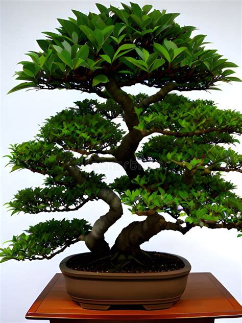 Bonsai Tree With White Background Stock Photo Image Of Tree Nature