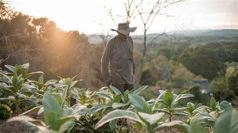 Colombia Campesinos recibirán 800 000 hectáreas de tierra este año