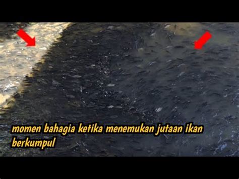 Momen Bahagia Ketika Menemukan Jutaan Ikan Berkumpul YouTube