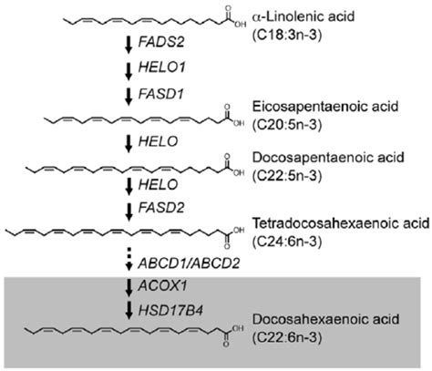 Overview Of Docosahexaenoic Acid Biosynthesis In Liver Diet Derived A