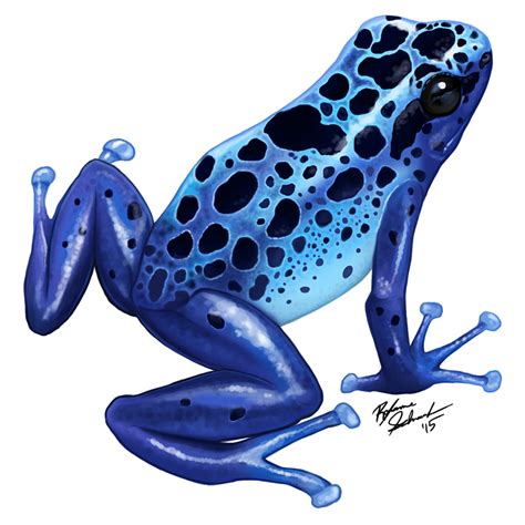 How To Draw A Poison Dart Frog Art Hub