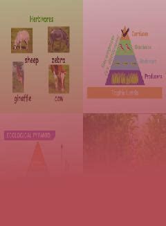 Trophic Levels Definition Examples Diagrams