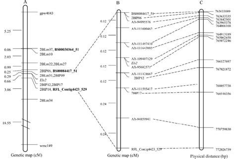 The Genetic Linkage Map And Physical Map Of Chinese Spring Genomic