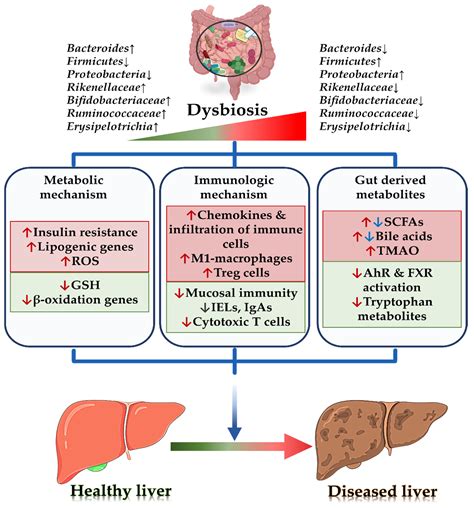 Biomedicines Free Full Text Gut Microbiome In Non Alcoholic Fatty Liver Disease From