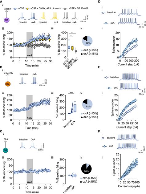 Projection Target Defined Effects Of Orexin And Dynorphin On Vta