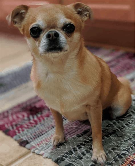 Top 31 Cheeky Chihuahua Mixes You Have To See