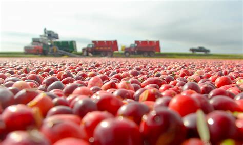 Us Cranberries Host International Cranberry Harvest Tour In Wisconsin