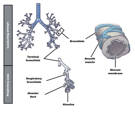 Bronchioles Definition