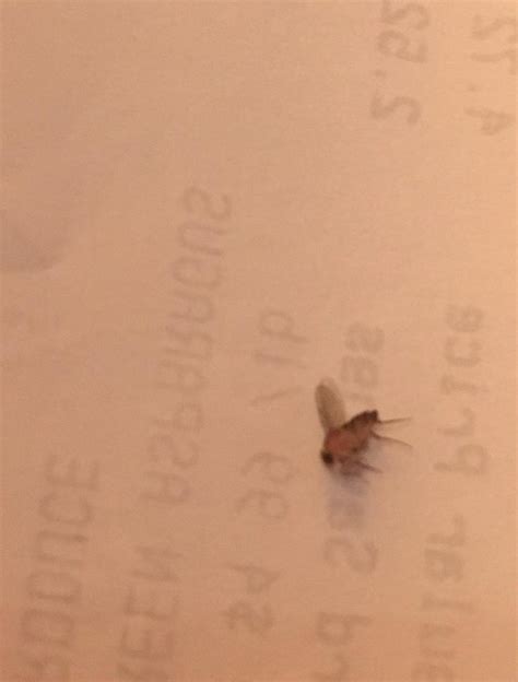 species identification - What is this flying bug in Denver, CO ...