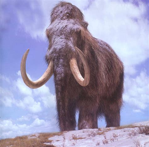 Animales - Un paleontólogo crea un mapa mundial del mamut lanudo ...