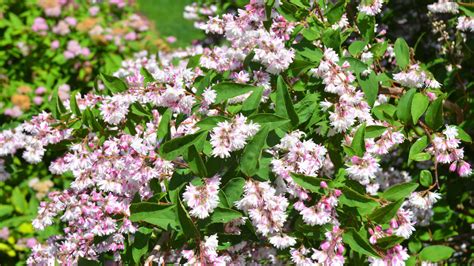 Best Summer Flowering Shrubs 16 Beautiful Varieties To Grow