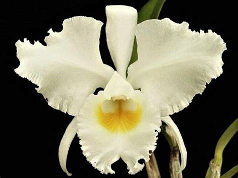 Cattleya Trianae Var Albescens