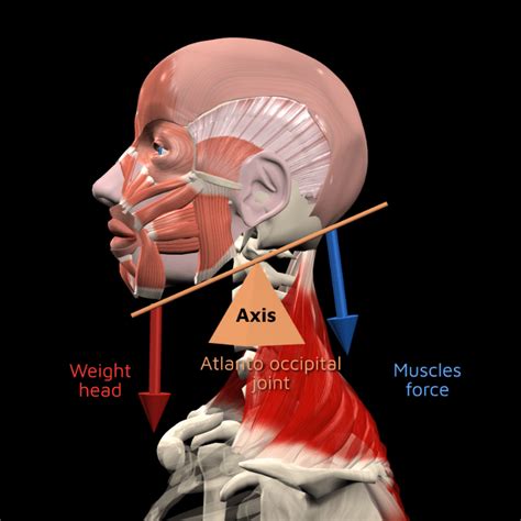 Understanding The Three Types Of Levers In The Human Body Muscleandmotion Strength Training