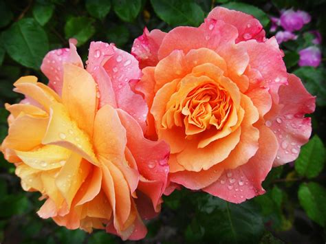 Download Yellow Pink Rose Aesthetic Wallpaper