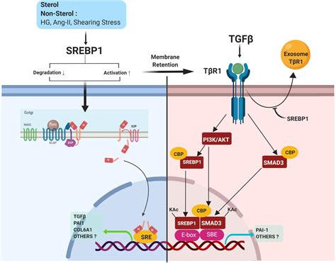 Frontiers Recent Insights Into Srebp As A Direct Mediator Of Kidney